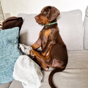 CAMILA Femenino Doberman