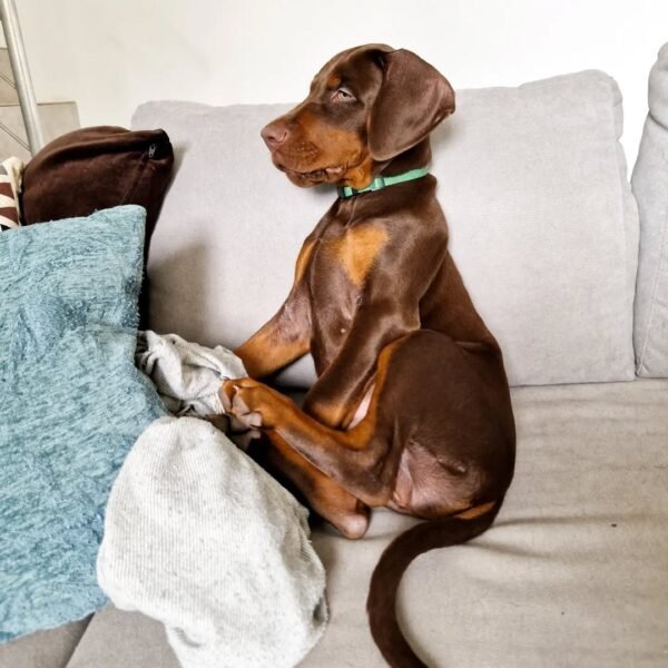 CAMILA Femenino Doberman