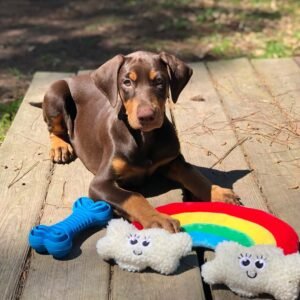 ALVES Macho Doberman