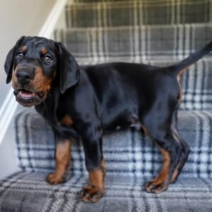 MARCUS Macho Doberman