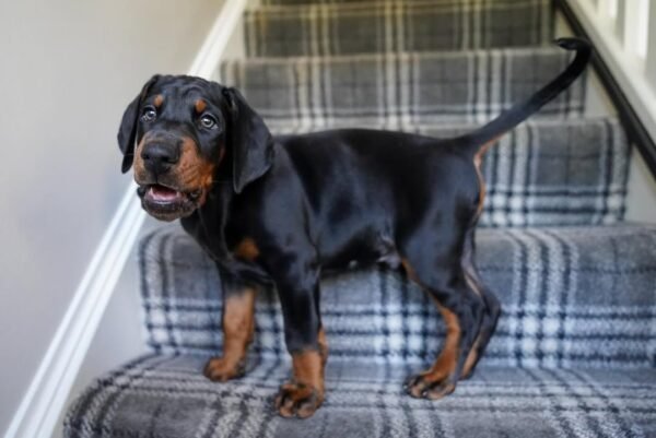 MARCUS Macho Doberman