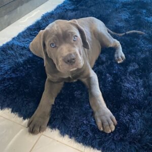 BELLA Femenino Cane Corso