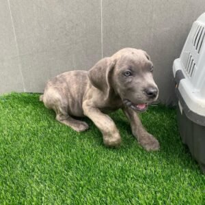 BLANCO MACHO CANE CORSO
