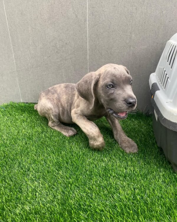 BLANCO MACHO CANE CORSO