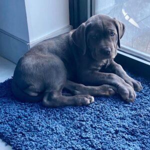 DULCE MACHO CANE CORSO