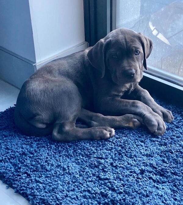 DULCE MACHO CANE CORSO