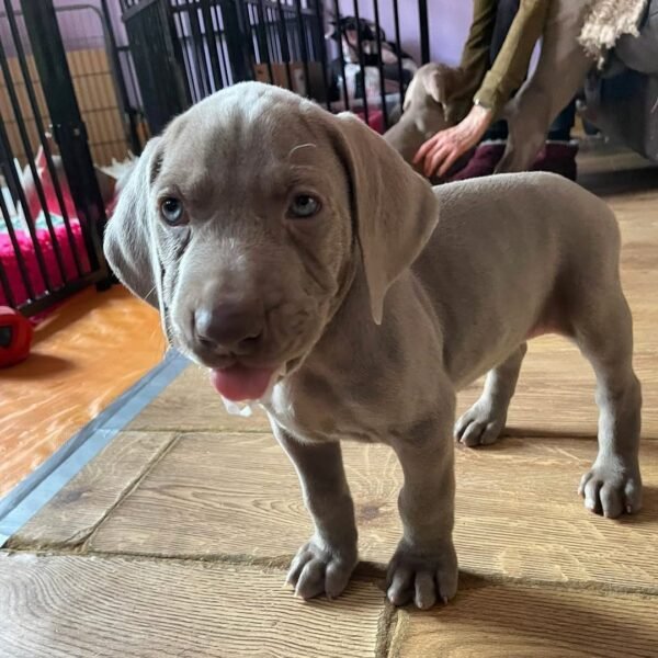 FELIZ MACHO CANE CORSO