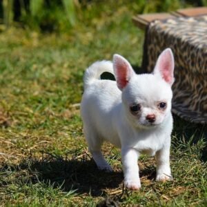 Chico Femenino Chihuahua