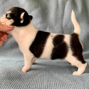BEN Macho Chihuahua