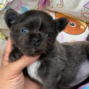 CARL Macho Chihuahua