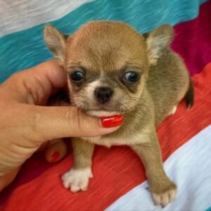 KING Macho Chihuahua