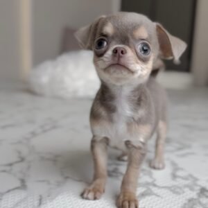 PEDRO Macho Chihuahua