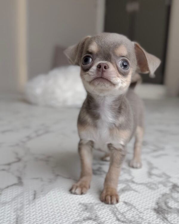 PEDRO Macho Chihuahua