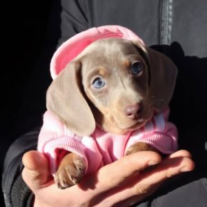 GAEL Femenino Dachshund