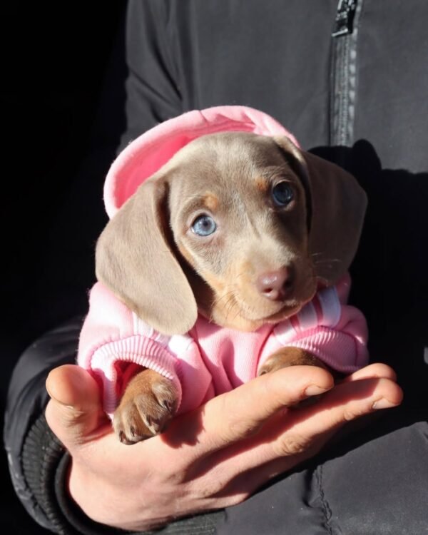 GAEL Femenino Dachshund