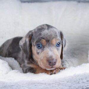 BENITO Macho Dachshund