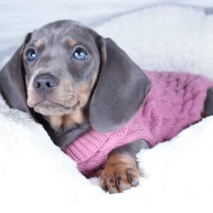 BRUNO Macho Dachshund