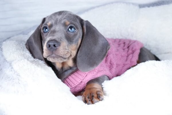 BRUNO Macho Dachshund