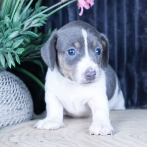 TINNO Macho Dachshund