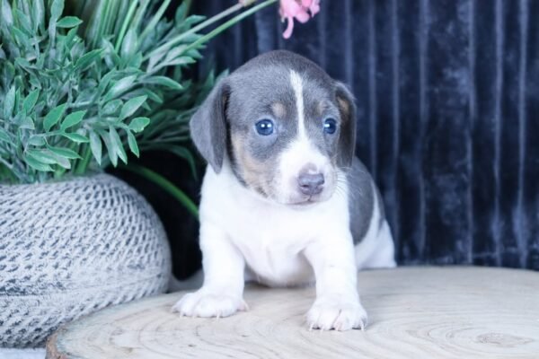 TINNO Macho Dachshund