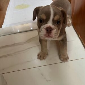 CHICA Femenino Bulldog inglés