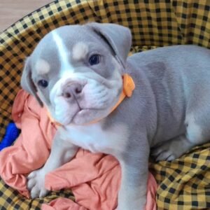 JINA Femenino Bulldog inglés