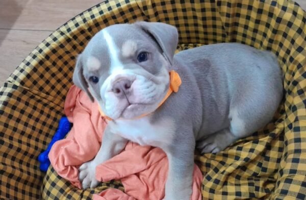 JINA Femenino Bulldog inglés