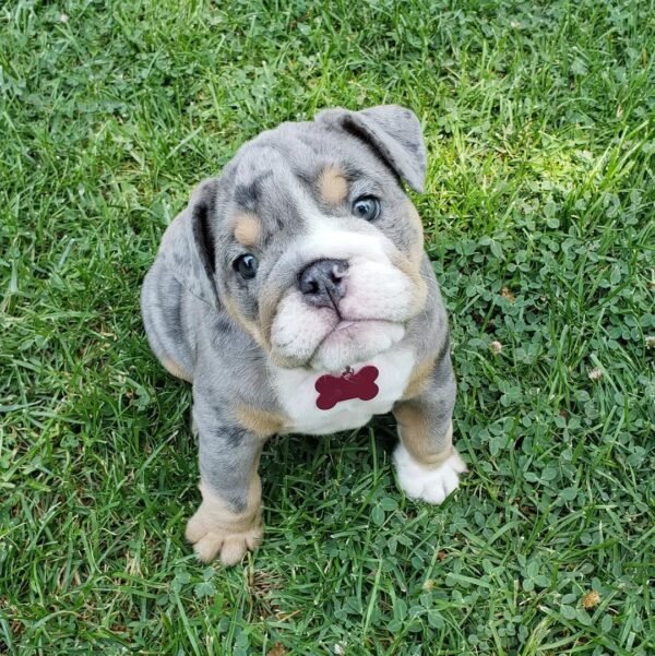 FELIPE Macho Bulldog inglés
