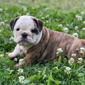 MARCO Macho Bulldog inglés