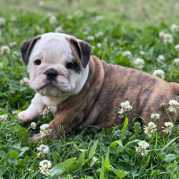 MARCO Macho Bulldog inglés