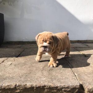 PAM Macho Bulldog inglés