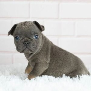 Diego Macho Bulldog Francés