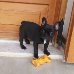 Nemo Macho Bulldog Francés