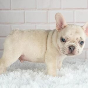 Pablo Macho Bulldog Francés
