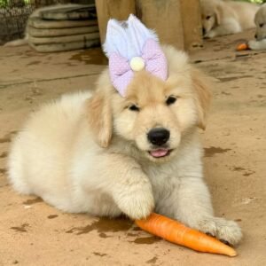 LILI Femenino Golden Retriever