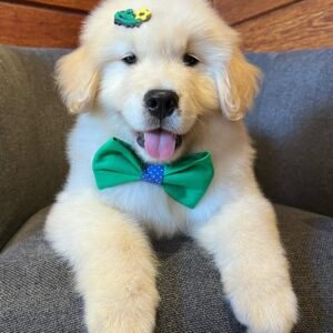 NESSA Femenino Golden Retriever