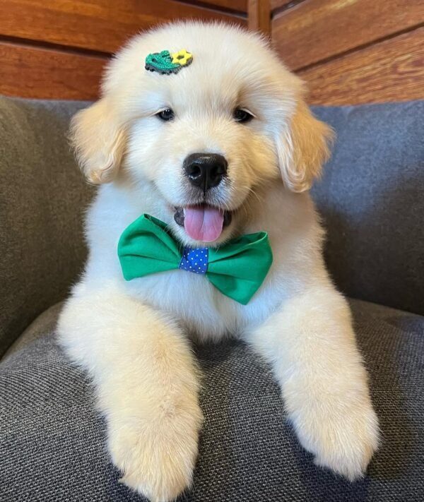 NESSA Femenino Golden Retriever