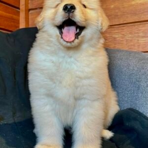 ANDI Macho Golden Retriever