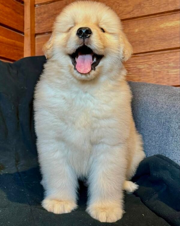 ANDI Macho Golden Retriever