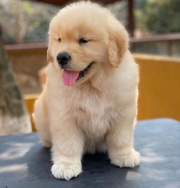 LuKA Macho Golden Retriever