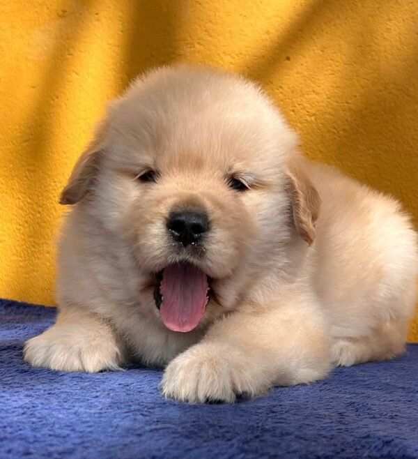 MATEO Macho Golden Retriever
