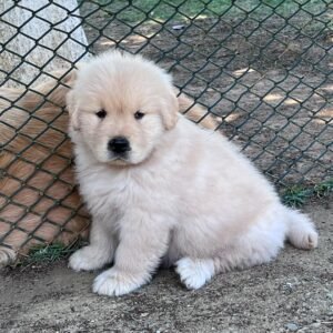 PEPI Macho Golden Retriever