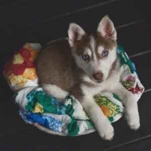 MILA Femenino Husky Siberiano