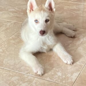 CARLOS Macho Husky Siberiano