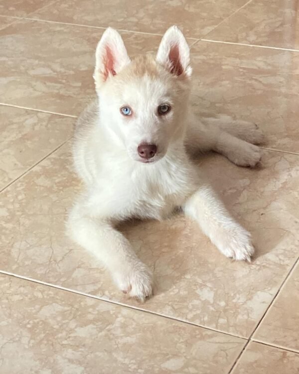 CARLOS Macho Husky Siberiano