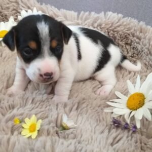 CARMEN Femenino JACK RUSSEL