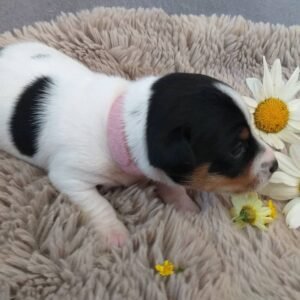 ISLA Femenino JACK RUSSEL