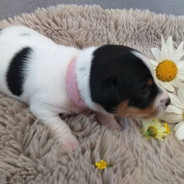 ISLA Femenino JACK RUSSEL