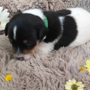 DALI Macho JACK RUSSEL