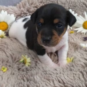 JOMAN Macho Jack Russell